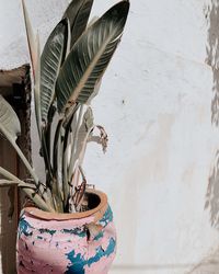 Close-up of potted plant against wall