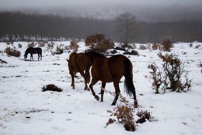 Group of horses walking through the snowy forest