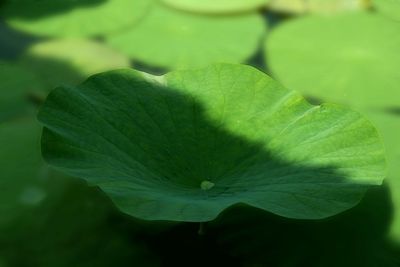 Close-up of green leaves on plant