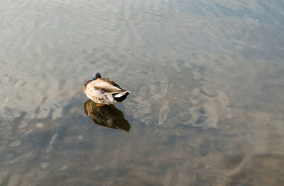 High angle view of duck swimming in lake