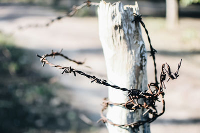 Close-up of barbed wire around pole