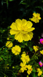 Close-up of yellow cosmos flowers blooming outdoors