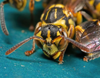 Close-up of bee pollinating