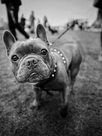 Close-up portrait of dog standing outdoors