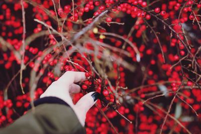 Cropped hand of woman picking red fruits from tree