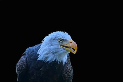 The bald eagle - is a bird of prey found in north america. the bald eagle is the national bird usa.