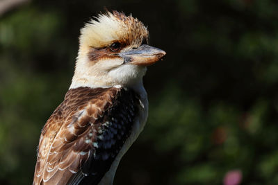 Close-up of a bird looking away