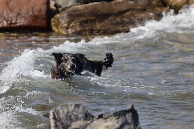 Dog running in sea