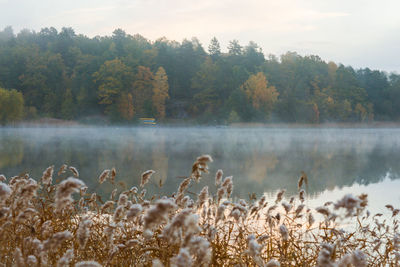 nature