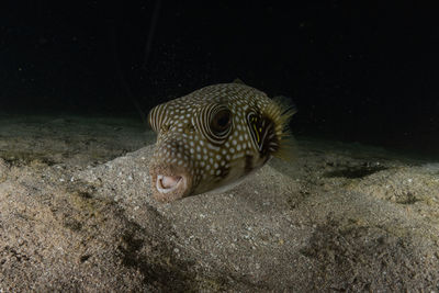 Fish swim in the red sea, colorful fish, eilat israel