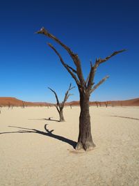 Bare tree on desert against clear blue sky