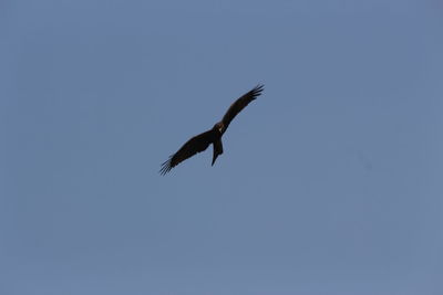 Low angle view of eagle flying against clear sky