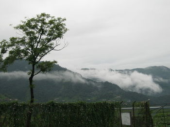 Trees on field against sky