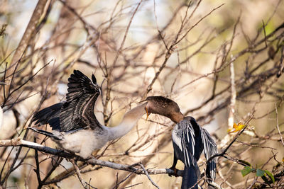 Close-up of birds perching on branch