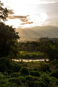 Scenic view of forest against sky at sunset