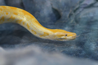 Close-up of a lizard