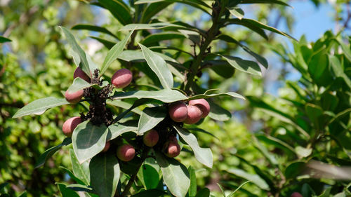 Close-up of fruits on tree