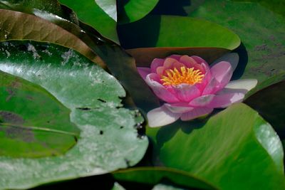 Close-up of lotus water lily in pond