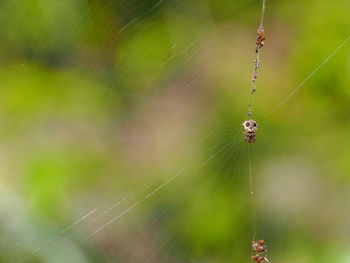 Close-up of spider on web