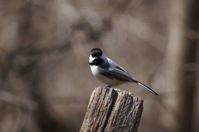 Carolina chickadee perching on wood