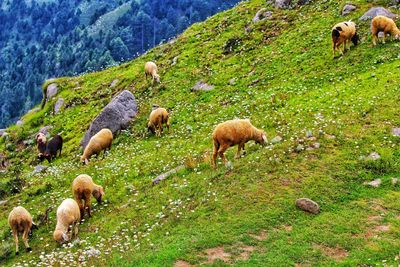 Sheep in a field