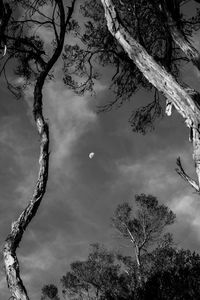 Low angle view of bare tree against sky