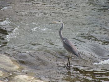 High angle view of gray heron on sea