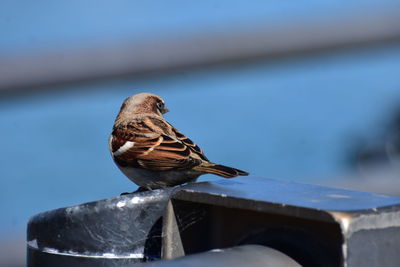 Close-up of bird perching on a metal