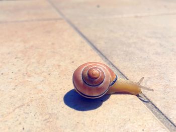 Close-up high angle view of snail