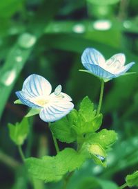 Close-up of white flowers blooming outdoors