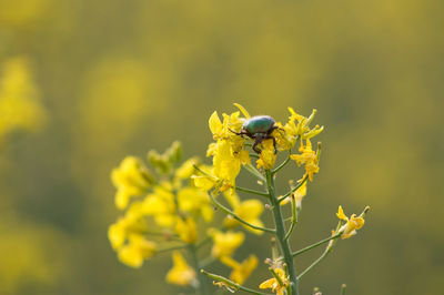 Close-up of insect on yellow flower