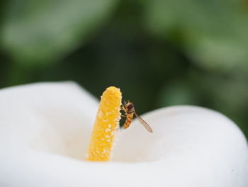 Close-up of insect pollinating on flower