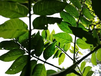 Close-up of leaves against blurred background