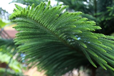 Close-up of fresh green leaves