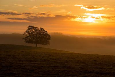 Trees on field against sky during sunset