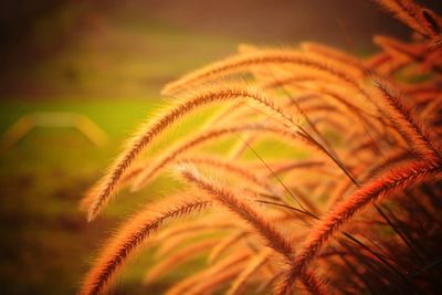 Close-up of fresh green plant during sunset