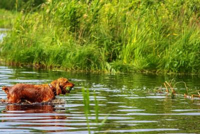 Sheep in lake