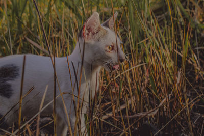 Side view of a cat looking away