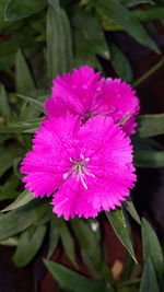 Close-up of flower blooming outdoors