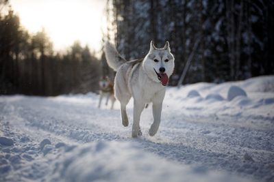 Dog running on snow covered tree