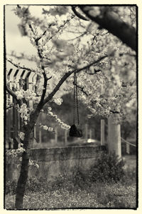 Close-up of tree against sky