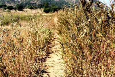 Scenic view of agricultural field