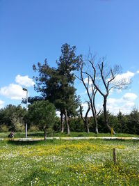 Trees growing on field against sky