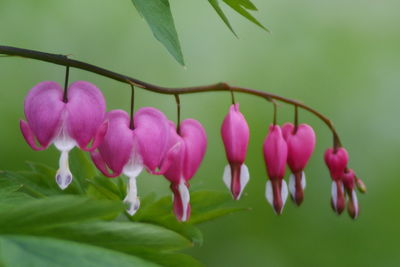 Close-up of pink flowers in row on plant