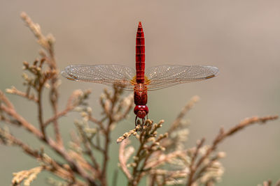 Close-up of dragonfly on plant