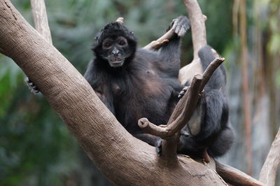Close-up of monkey sitting on branch