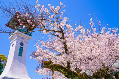 Low angle view of pink flowering tree against sky