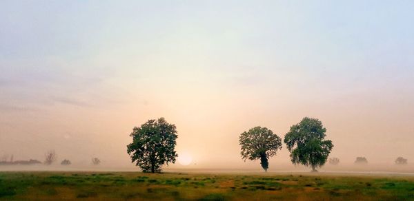 Trees on field against sky during foggy weather