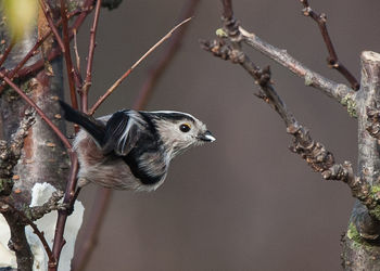 Close-up of bird perching on branch