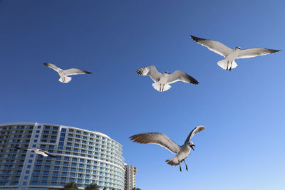 Low angle view of seagulls flying